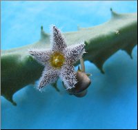 Caralluma buchardii